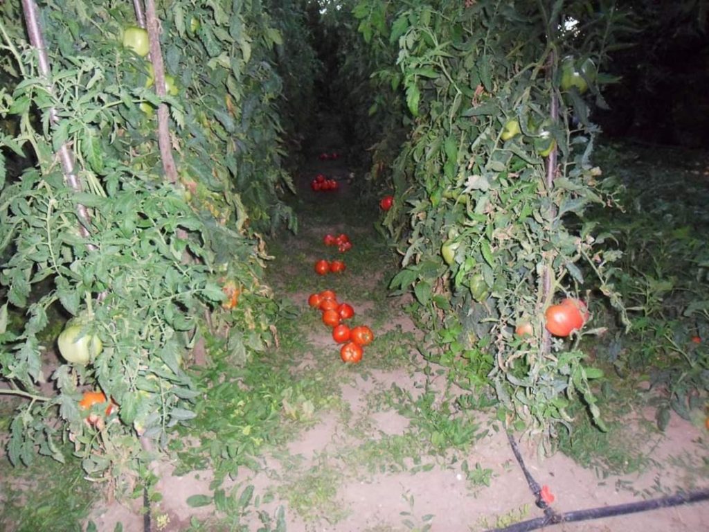 Пресни зеленчуци от градината на Хоспис Асклепий